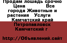 Продам лошадь срочно › Цена ­ 30 000 - Все города Животные и растения » Услуги   . Камчатский край,Петропавловск-Камчатский г.